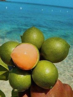 a person is holding some fruit on the beach