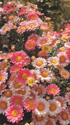 many pink and yellow flowers are growing together