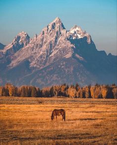 a horse grazes in an open field with mountains in the background