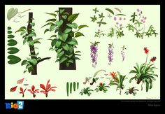 various plants and flowers are shown in this image