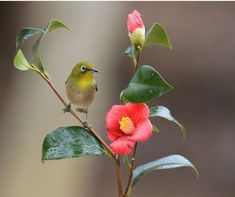 a small bird perched on top of a branch next to a red and yellow flower