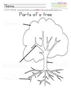 parts of a tree worksheet for primary and secondary school students, including the roots