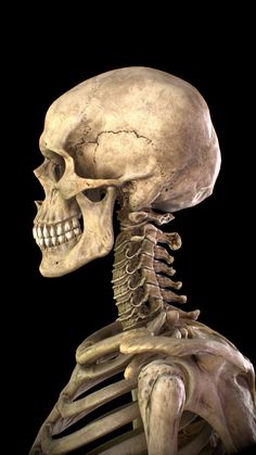 an image of a skeleton that is looking down at the viewer's head and shoulders