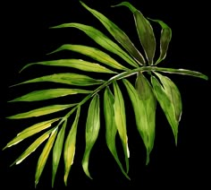 a green leaf is shown on a white background