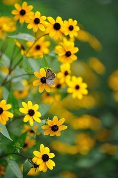 some yellow flowers and a butterfly on top of it with the caption in spanish