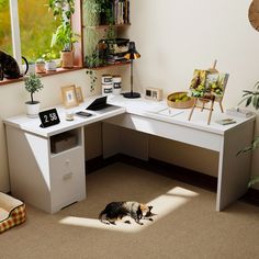 a cat laying on the floor in front of a white desk with plants and pictures