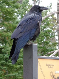 a large black bird sitting on top of a wooden post next to a forest filled with trees