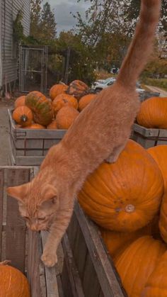 a cat climbing into a wooden crate filled with pumpkins