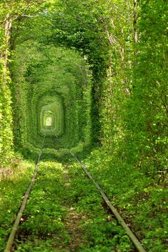 the green tunnel is surrounded by trees and bushes, with railroad tracks going through it