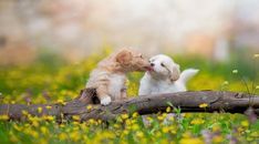 two puppies playing with each other on a log in a field full of yellow flowers