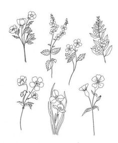 six different types of wildflowers are shown in black and white