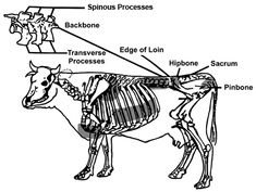 an animal skeleton is shown in this diagram