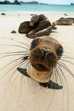 two sea lions laying on the beach with their heads in the sand and looking at the camera