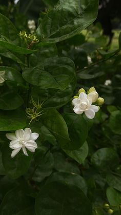 some white flowers and green leaves on a tree