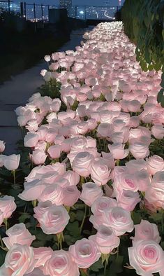 many pink roses are lined up along the sidewalk in front of a cityscape