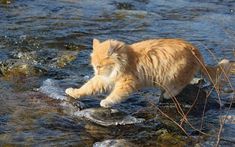 an orange cat walking across a river next to rocks and grass in the water with it's front paws on a rock