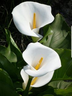 two white flowers with yellow stamens in the middle and green leaves around them