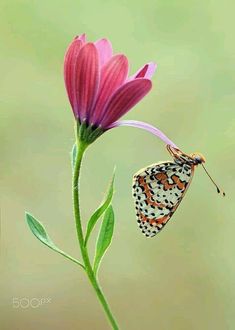 an orange and black butterfly sitting on top of a flower next to a pink flower