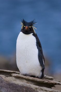 a black and white penguin sitting on top of a rock