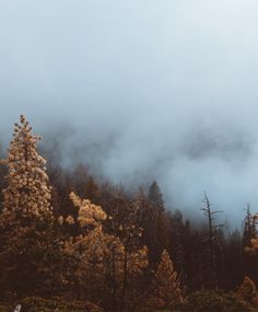 the clouds are low in the sky above the trees