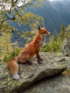 a red fox sitting on top of a rock