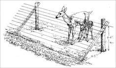 a drawing of a donkey looking over a fence