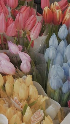 colorful tulips and other flowers are on display