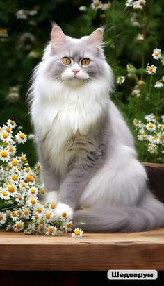 a fluffy white cat sitting on top of a wooden table next to daisies and flowers