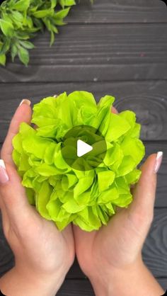 a person holding a green flower in their hands