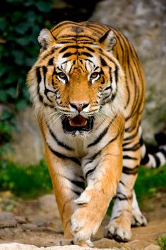 a tiger walking across a dirt road next to grass and rocks with its mouth open