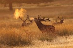 a group of deer standing on top of a grass covered field next to tall dry grass