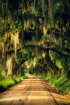 a dirt road with trees covered in moss and hanging from the ceiling overhangs