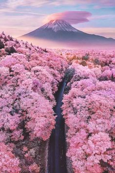 an aerial view of a road surrounded by pink trees