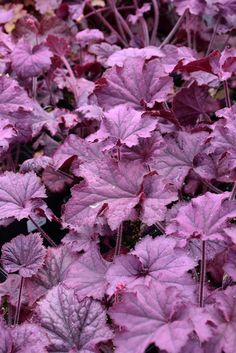 many purple leaves are growing in the ground