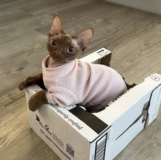 a cat in a pink sweater sitting on top of a box