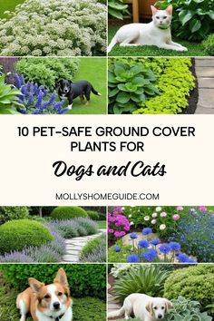 dogs and cats in the garden with text overlay that reads 10 pet - safe ground cover plants for dogs and cats