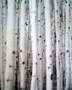 black and white photograph of trees in the woods