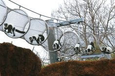 several pandas in cages hanging from wires on the side of a fence with trees in the background