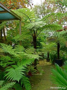 an outdoor area with lots of trees and plants