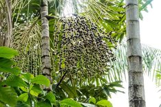 a bunch of fruit hanging from the side of a palm tree in a tropical forest