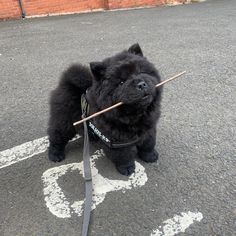 Black Chow Chow Dog, Black Chow Chow Puppies, Veterinary Surgeon, Cute Animals Puppies