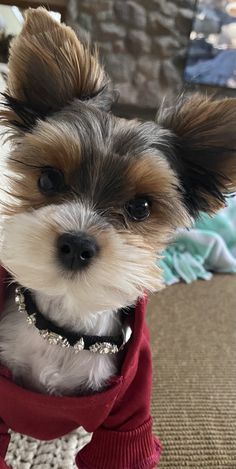 a small dog wearing a red sweater on top of a carpeted floor and looking at the camera