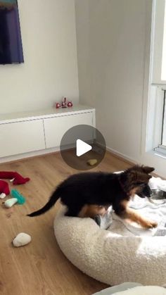 a dog is standing on top of a cat bed