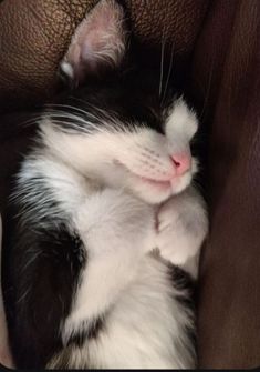 a black and white cat sleeping on top of a brown leather couch with its eyes closed