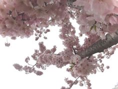 a tree with lots of pink flowers on it's branches and the sky in the background