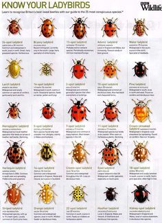 the different types of ladybugs are shown in this poster