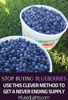 two buckets filled with blueberries sitting on top of green grass next to the words stop buying blueberries use this clever method to get a never ending supply