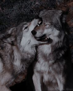 two gray wolfs are standing next to each other and one is yawning