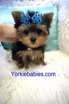 a small brown and black dog sitting on top of a white couch next to a blue pillow