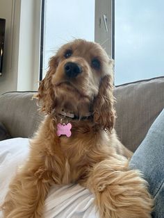 a brown dog sitting on top of a couch next to a window with a pink tag